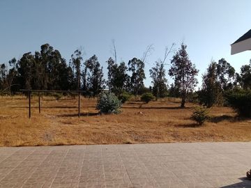 Cyber por 30 días, Foresta de Zapallar
