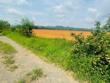 92772 - ขายที่ดินเปล่า 55 ไร่ ลพบุรี ต.ช่องสาริกา อ.พัฒนานิคม