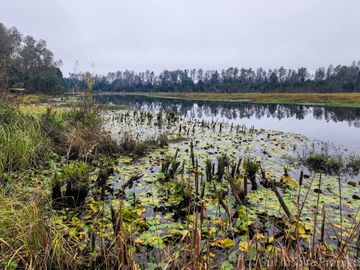 Espectacular Parcela de 5.000 m² con Frente al Río Cayumapu – Condominio Norte de Valdivia