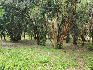 Proyecto Exclusivo: 5 Parcelas a Orilla del Río Calcurrupe – Región de Los Ríos, Futrono
