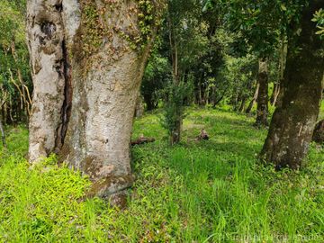 Proyecto Exclusivo: 5 Parcelas a Orilla del Río Calcurrupe – Región de Los Ríos, Futrono