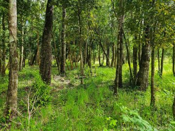 Proyecto Exclusivo: 5 Parcelas a Orilla del Río Calcurrupe – Región de Los Ríos, Futrono