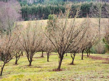 Se Vende Predio de 55 Háreas con 8 Há de Avellanos – Sector Tayos Bajos, a 24 km de Panguipulli