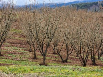Se Vende Predio de 55 Háreas con 8 Há de Avellanos – Sector Tayos Bajos, a 24 km de Panguipulli