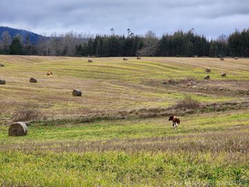 Se Vende Predio de 55 Háreas con 8 Há de Avellanos – Sector Tayos Bajos, a 24 km de Panguipulli
