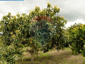 VENTA CASA DE CAMPO EN MIRA TERRENO EN PRODUCCION