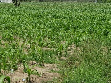 VENTA DE TERRENO EN EL HATILLO, CHANCAY, HUARAL