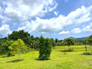 Over 4 Rai with Established Curry & Dim Sum Restaurant Business for Sale, on Main Road, Phang Nga