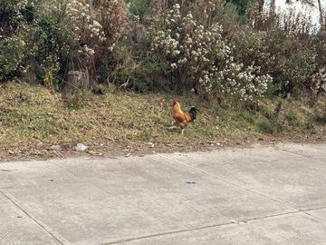 TERRENO EN VILLA VICTORIA