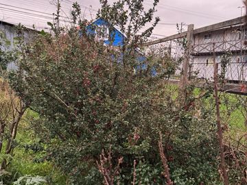 Venta en avenida presidente Ibáñez, Ciudad de Puerto Montt 313m2