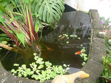 Brgy Asisan, Tagaytay 4641sqm with 2 structures, swimming pool and jacuzzi for sale