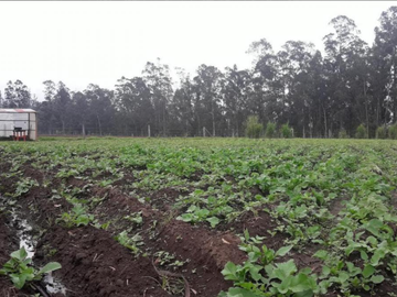VENTA LOTES GUYLLABANBA QUINCHE