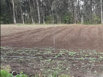 VENTA LOTES GUYLLABANBA QUINCHE