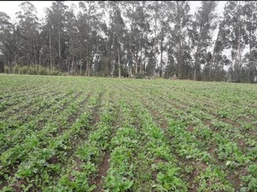 VENTA LOTES GUYLLABANBA QUINCHE