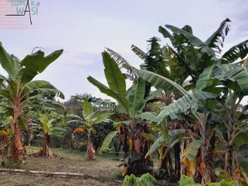 🏡 En Venta Casa de Campo en Comunidad  Quechua de Wayku -  Lamas,  Ideal para Turismo Vivencial con un Encanto Natural