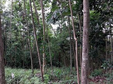 🏡 En Venta Casa de Campo en Comunidad  Quechua de Wayku -  Lamas,  Ideal para Turismo Vivencial con un Encanto Natural