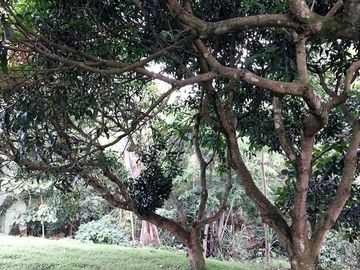 🏡 En Venta Casa de Campo en Comunidad  Quechua de Wayku -  Lamas,  Ideal para Turismo Vivencial con un Encanto Natural