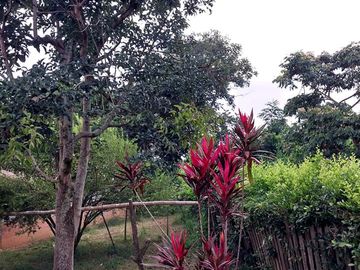 🏡 En Venta Casa de Campo en Comunidad  Quechua de Wayku -  Lamas,  Ideal para Turismo Vivencial con un Encanto Natural
