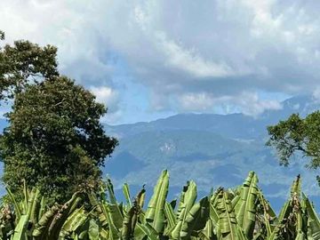 Se vende finca pequeña en plátano Armenia vía La Tebaida