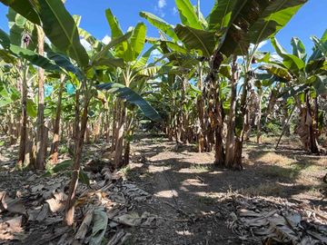 Se vende finca pequeña en plátano Armenia vía La Tebaida