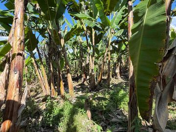 Se vende finca pequeña en plátano Armenia vía La Tebaida