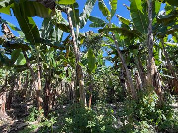 Se vende finca pequeña en plátano Armenia vía La Tebaida