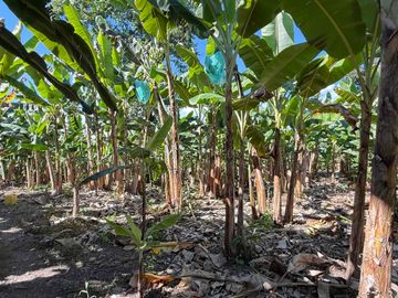 Se vende finca pequeña en plátano Armenia vía La Tebaida