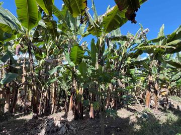 Se vende finca pequeña en plátano Armenia vía La Tebaida