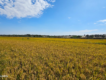 GRAN VENTA DE TERRENO DE 7 HECTAREAS EN CURUMUY - LOS EJIDOS, PIURA