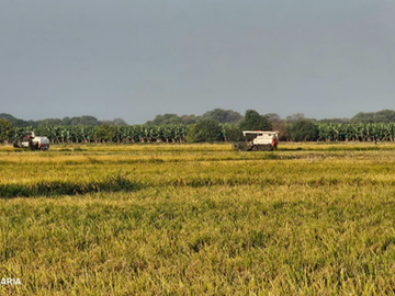 GRAN VENTA DE TERRENO DE 7 HECTAREAS EN CURUMUY - LOS EJIDOS, PIURA