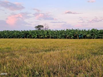 GRAN VENTA DE TERRENO DE 7 HECTAREAS EN CURUMUY - LOS EJIDOS, PIURA