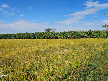 GRAN VENTA DE TERRENO DE 7 HECTAREAS EN CURUMUY - LOS EJIDOS, PIURA