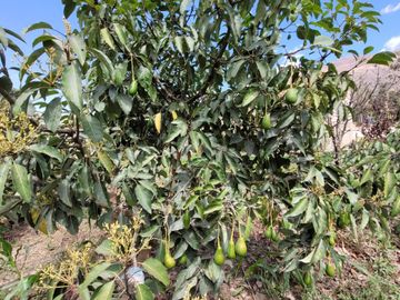 Vendo Terreno en Huánuco – Andabamba – Pilcomarca - Excelente ubicación –