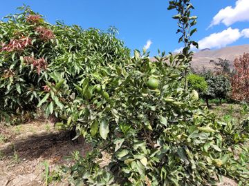 Vendo Terreno en Huánuco – Andabamba – Pilcomarca - Excelente ubicación –
