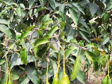 Vendo Terreno en Huánuco – Andabamba – Pilcomarca - Excelente ubicación –