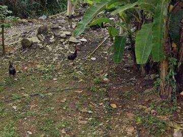 Jual tanah di Cisauk