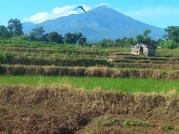 DI JUAL TANAH AREA WISATA PACET VIEW GUNUNG NOL JALAN BESAR