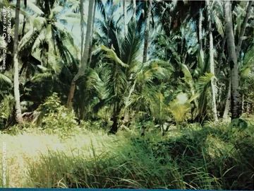 Beachfront Commercial Lot in Daracoton Island Palawan El Nido 1,560 sqm