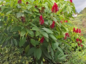 Venta finca Dapa Yumbo Valle del Cauca