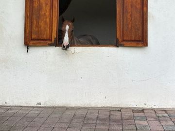 Exclusiva Finca en Venta con Elegante Diseño Mexicano y Caballerizas. Amueblada
