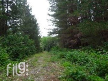 Venta de Predio con Bosque Nativo, Roble, Raulí y Coigüe en Los Lagos