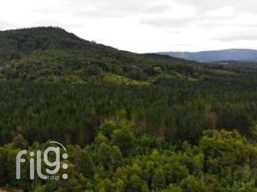 Venta de Predio con Bosque Nativo, Roble, Raulí y Coigüe en Los Lagos
