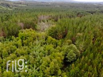 Venta de Predio con Bosque Nativo, Roble, Raulí y Coigüe en Los Lagos
