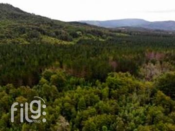Venta de Predio con Bosque Nativo, Roble, Raulí y Coigüe en Los Lagos