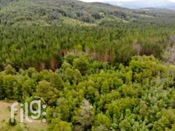 Venta de Predio con Bosque Nativo, Roble, Raulí y Coigüe en Los Lagos