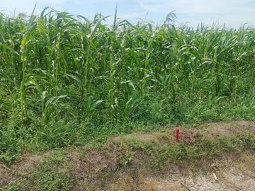 VENTA DE TERRENO AGRICOLA EN MONSEFÚ
