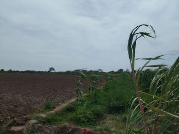 VENTA DE TERRENO AGRICOLA EN MONSEFÚ