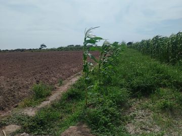 VENTA DE TERRENO AGRICOLA EN MONSEFÚ