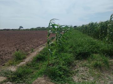 VENTA DE TERRENO AGRICOLA EN MONSEFÚ