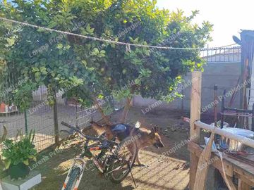 CASA DE UN PISO CON PATIO, TRONCOS VIEJOS